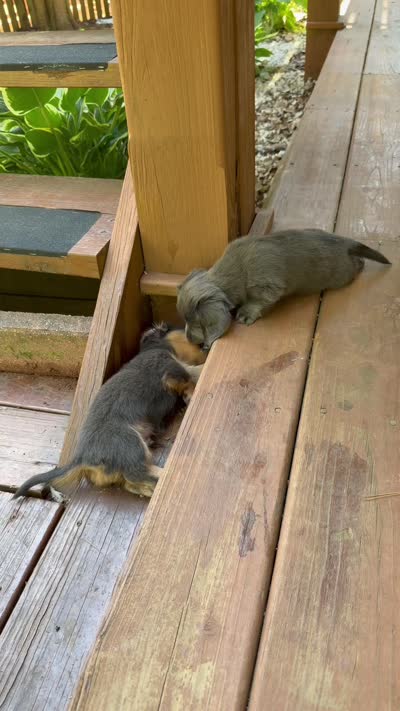 Biggie, a male Miniature Dachshund for sale in Centreville, VA – 10 of 10