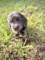 Fancy, a female Miniature Dachshund for sale in Centreville, VA – 9 of 10