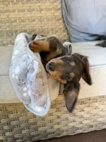 Biggie, a male Miniature Dachshund for sale in Centreville, VA – 4 of 10