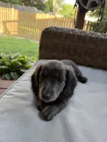 Fancy, a female Miniature Dachshund for sale in Centreville, VA – 4 of 10