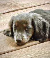 Fancy, a female Miniature Dachshund for sale in Centreville, VA – 2 of 10