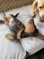 Biggie, a male Miniature Dachshund for sale in Centreville, VA – 2 of 10