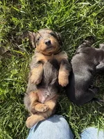 Biggie, a male Miniature Dachshund for sale in Centreville, VA – 9 of 10