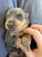 Biggie, a male Miniature Dachshund for sale in Centreville, VA – 3 of 10