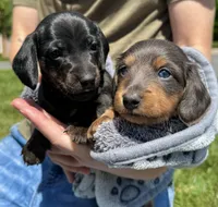 Biggie, a male Miniature Dachshund for sale in Centreville, VA – 8 of 10