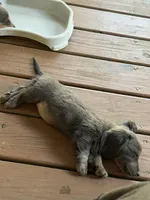 Fancy, a female Miniature Dachshund for sale in Centreville, VA – 3 of 10