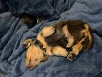 Biggie, a male Miniature Dachshund for sale in Centreville, VA – 6 of 10