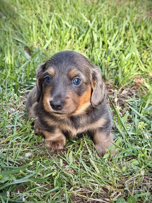 Biggie – Miniature Dachshund puppy for sale in Centreville, VA