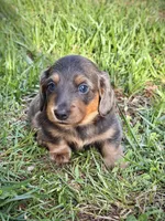Biggie, a male Miniature Dachshund for sale in Centreville, VA – 1 of 10