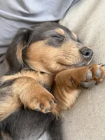 Biggie, a male Miniature Dachshund for sale in Centreville, VA – 7 of 10
