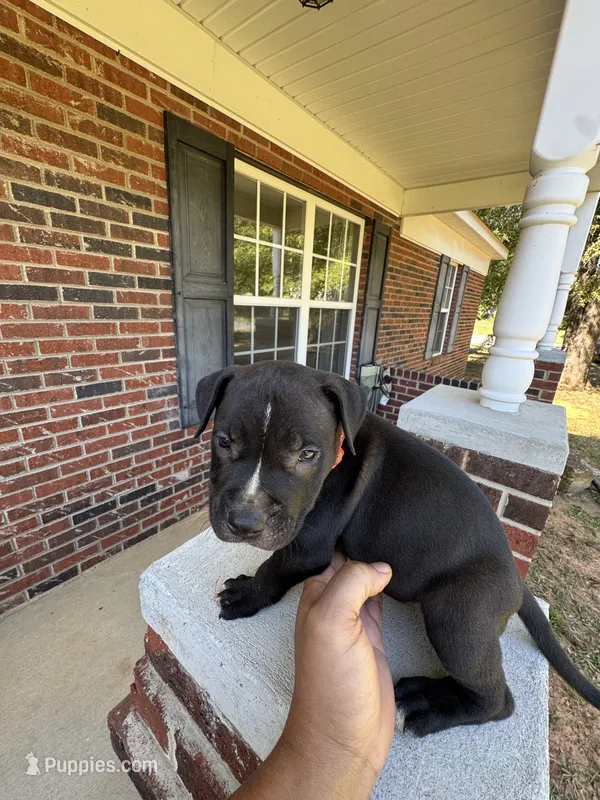 Red  – American Pit Bull Terrier puppy for sale in Indian Trail, NC