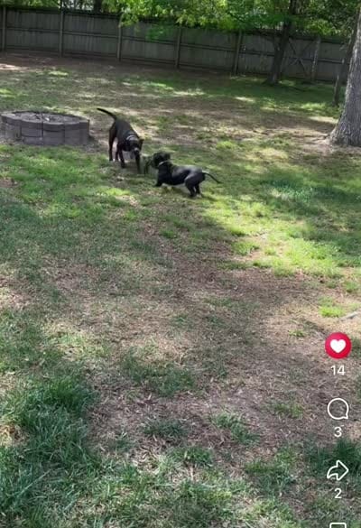 Red , a male American Pit Bull Terrier for sale in Indian Trail, NC – 5 of 6