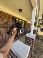 Red , a male American Pit Bull Terrier for sale in Indian Trail, NC – 3 of 6