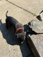 Red , a male American Pit Bull Terrier for sale in Indian Trail, NC – 2 of 6