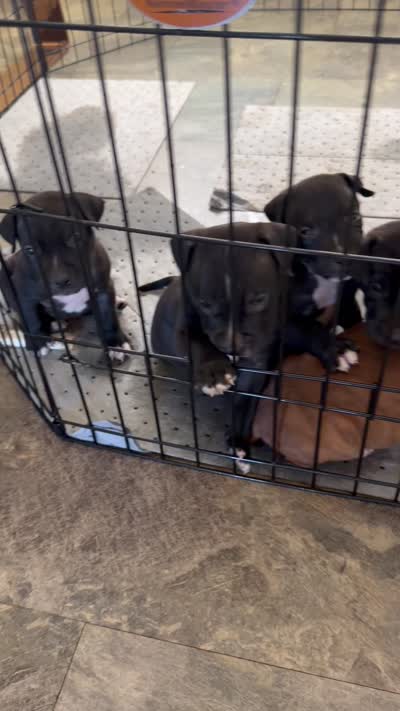 Red , a male American Pit Bull Terrier for sale in Indian Trail, NC – 6 of 6