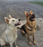 Bear , a male German Shepherd Dog for sale in Syracuse, NY – Photo 2 of 7