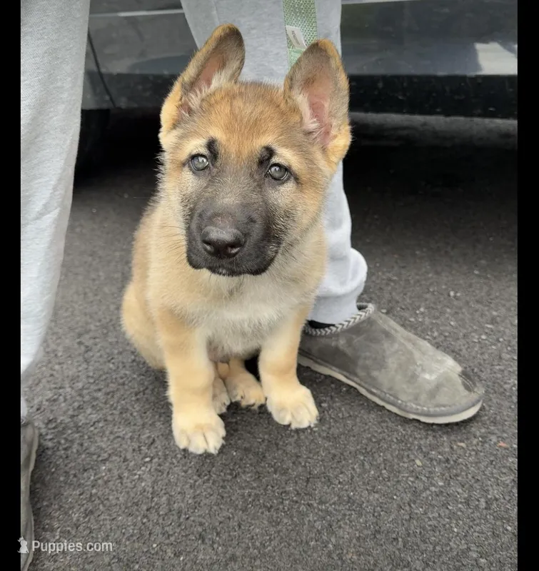 Bear  – German Shepherd Dog puppy for sale in Syracuse, NY