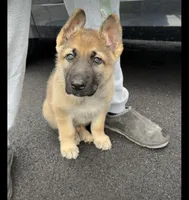 Bear , a male German Shepherd Dog for sale in Syracuse, NY – Photo 1 of 7