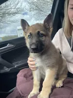 Bear , a male German Shepherd Dog for sale in Syracuse, NY – Photo 6 of 7