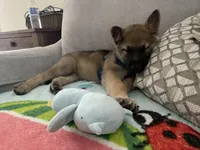 Bear , a male German Shepherd Dog for sale in Syracuse, NY – Photo 7 of 7