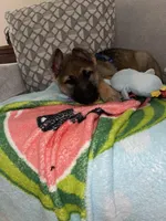 Bear , a male German Shepherd Dog for sale in Syracuse, NY – Photo 3 of 7