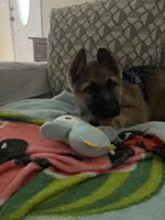 Bear , a male German Shepherd Dog for sale in Syracuse, NY – Photo 4 of 7