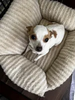 Little Bit , a female Chihuahua for sale in Mountain Rest, SC – Photo 2 of 2