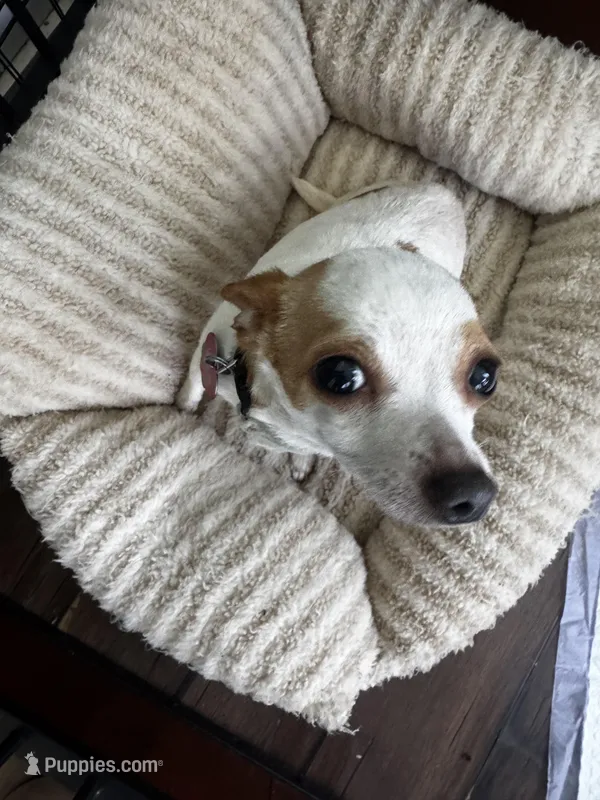 Little Bit , a female Chihuahua for sale in Mountain Rest, SC – Photo 1 of 2