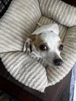 Little Bit , a female Chihuahua for sale in Mountain Rest, SC – Photo 1 of 2