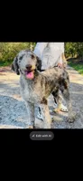 Kylo, a male Poodle - Multi-Colored Standard and Poodle - Standard  for sale in Mountain Rest, SC – Photo 1 of 2