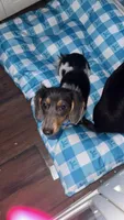 Sawyer , a female Miniature Dachshund for sale in Mountain Rest, SC – Photo 1 of 3