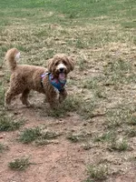 Koda, a male Bichpoo and Poochon for sale in Conyers, GA – 4 of 4