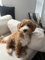 Koda, a male Bichpoo and Poochon for sale in Conyers, GA – 3 of 4