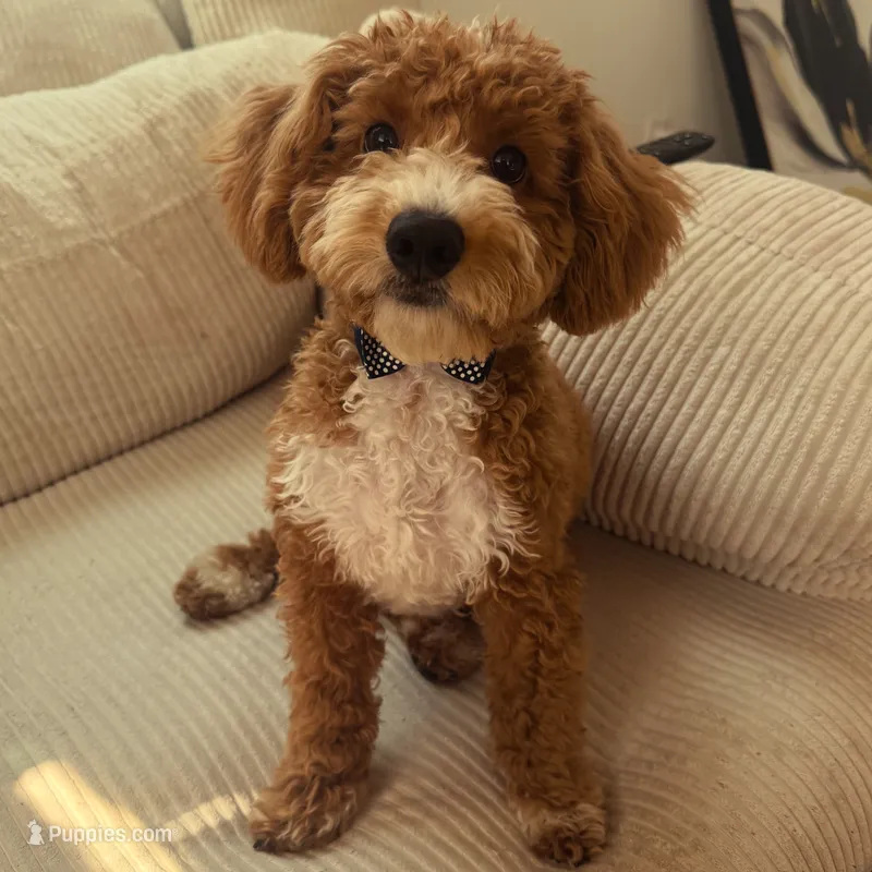 Koda – Bichpoo, Poochon puppy for sale in Conyers, GA