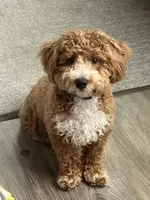 Koda, a male Bichpoo and Poochon for sale in Conyers, GA – 2 of 4