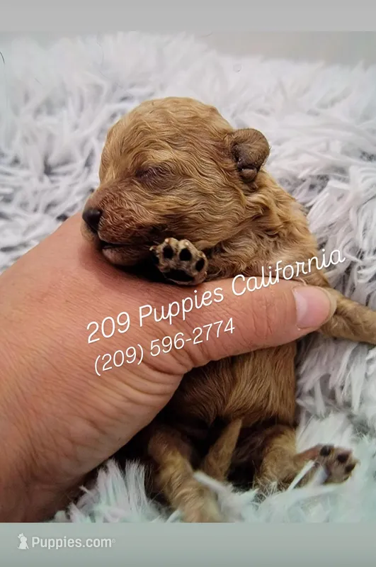 Bruno, a male Poodle - Toy  for sale in Denair, CA – Photo 1 of 1