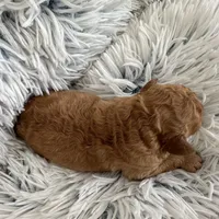 Teddy, a male Poodle - Miniature  for sale in Denair, CA – Photo 4 of 4