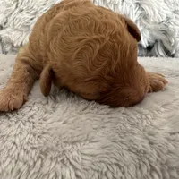 Teddy, a male Poodle - Miniature  for sale in Denair, CA – Photo 3 of 4
