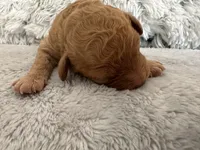 Teddy, a male Poodle - Miniature  for sale in Denair, CA – Photo 3 of 4