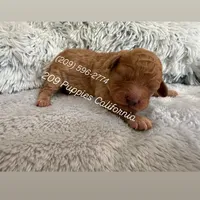 Teddy, a male Poodle - Miniature  for sale in Denair, CA – Photo 1 of 4