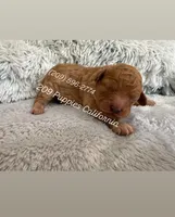 Teddy, a male Poodle - Miniature  for sale in Denair, CA – Photo 1 of 4