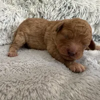 Teddy, a male Poodle - Miniature  for sale in Denair, CA – Photo 2 of 4