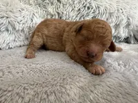 Teddy, a male Poodle - Miniature  for sale in Denair, CA – Photo 2 of 4