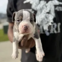 Litter unnamed , a male American Bully for sale in Indianapolis, IN – Photo 3 of 7