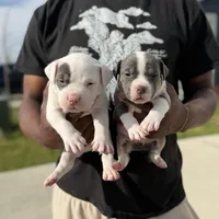 Litter unnamed , a male American Bully for sale in Indianapolis, IN – Photo 4 of 7