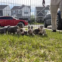 Litter unnamed , a male American Bully for sale in Indianapolis, IN – Photo 7 of 7
