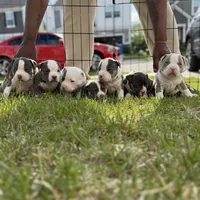 Litter unnamed , a male American Bully for sale in Indianapolis, IN – Photo 6 of 7