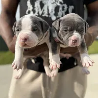 Litter unnamed , a male American Bully for sale in Indianapolis, IN – Photo 5 of 7