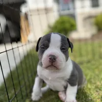 Litter unnamed , a male American Bully for sale in Indianapolis, IN – Photo 2 of 7