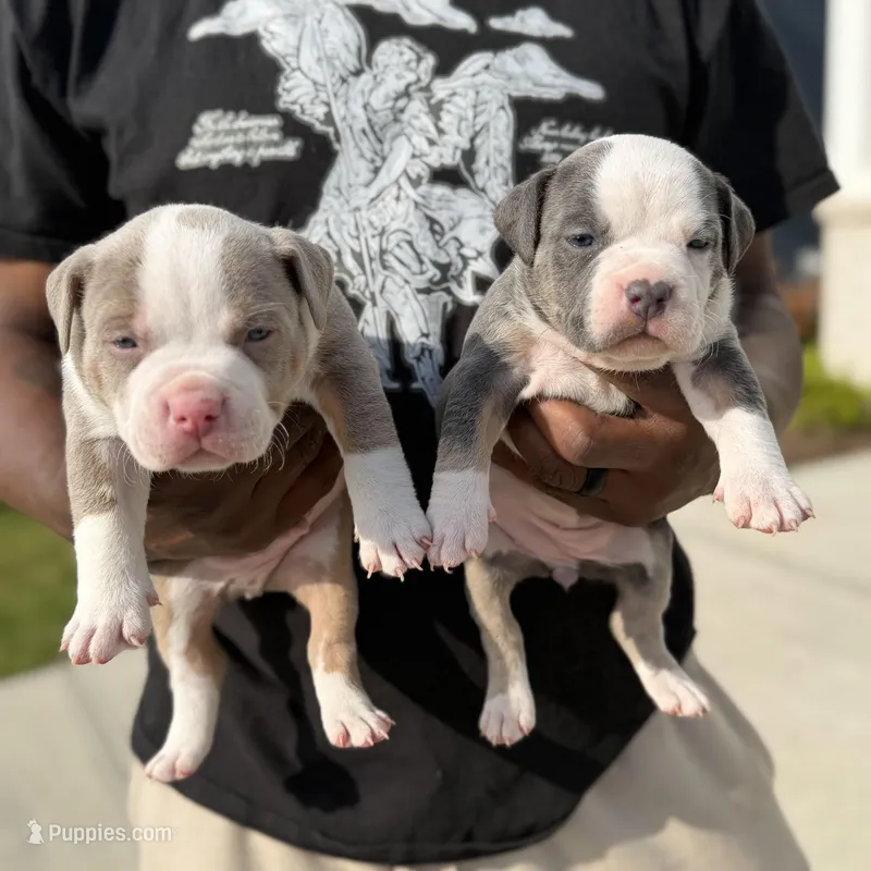 Litter unnamed  – American Bully puppy for sale in Indianapolis, IN